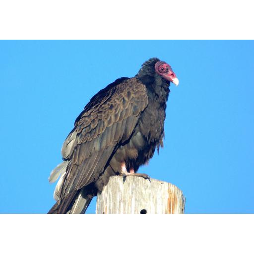 VULTURE ZINE