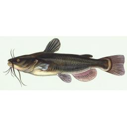 Ameiurus_melas_by_Duane_Raver.png
