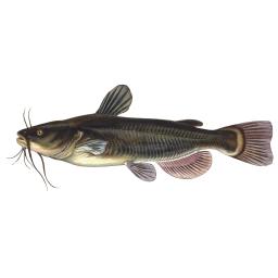 Catfish.png
