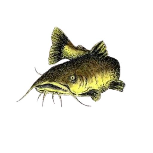 catfish frontal.png