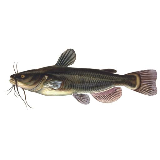 Catfish.png